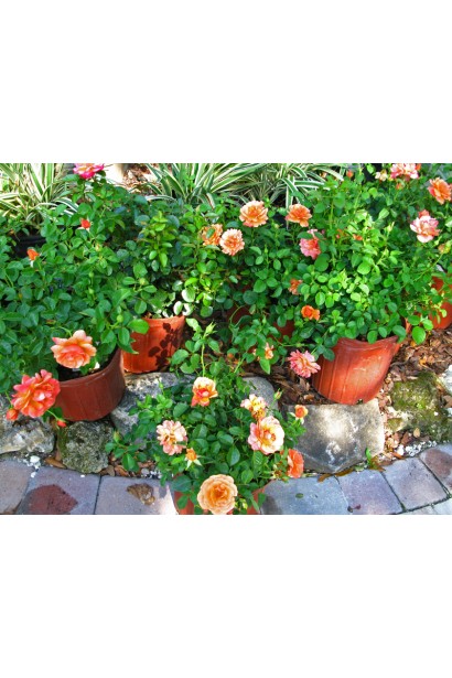 Троянда Ізі Даз Іт в контейнерах 